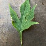 Tithonia diversifolia Blatt