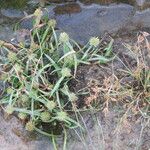 Cyperus hortensis عادت داشتن