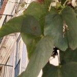 Bauhinia acuminata Blad