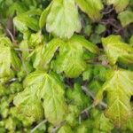 Acer campestreLapas