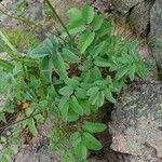 Sanguisorba canadensis Leaf