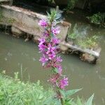 Lythrum salicariaFlower