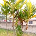 Cordyline fruticosaFolha