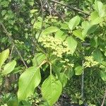 Viburnum lentago Leaf