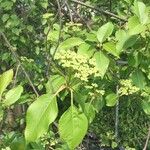 Viburnum lentago ഇല