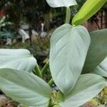 Philodendron hastatum Foglia