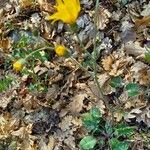 Hieracium glaucinum Habit