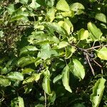 Rhamnus cathartica Altro