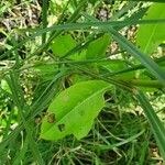 Talinum portulacifolium Blad