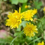 Scorzoneroides autumnalis Flower