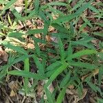 Microstegium vimineum Leaf