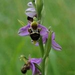 Ophrys x minuticauda その他の提案