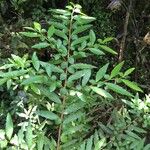 Azara lanceolata अन्य