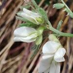 Vicia pannonica 花