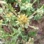 Filago pyramidata Maua