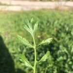 Diplotaxis tenuifolia Leaf