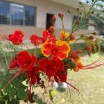 Caesalpinia pulcherrima Flower