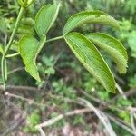 Sambucus canadensisHostoa