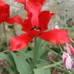 Tulipa sosnowskyi
