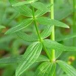 Galium rubioides Ліст