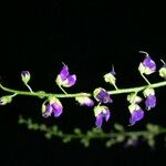 Desmodium purpusii Otro