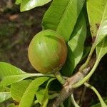 Pouteria campechiana Fruit