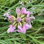 Saponaria officinalisFlower