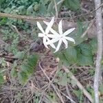 Jasminum malabaricum Кветка