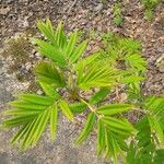 Sorbus americana Lapas