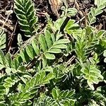 Centaurea cheiranthifolia Deilen