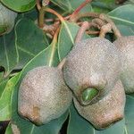 Corymbia ficifolia Ffrwyth