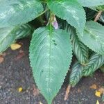 Impatiens balsamina Leaf