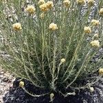 Helichrysum stoechas Квітка