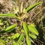 Melhania ovata Leaf