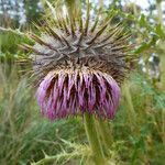 Cirsium jorullense Květ