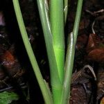 Dieffenbachia concinna Corteza