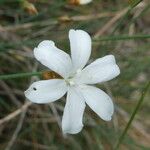 Aphyllanthes monspeliensis Blomma