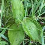 Epipactis helleborine Leaf