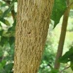 Croton megalocarpus Bark