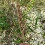 Echinochloa crus-galli Hedelmä