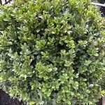 Ilex crenata 葉