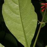 Odontonema tubaeforme Leaf