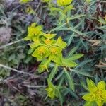 Euphorbia squamigera പുഷ്പം