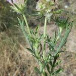 Lomelosia stellata Libunga