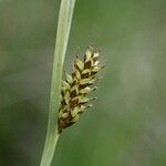 Carex hostiana फल