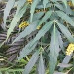 Mahonia fortunei برگ