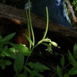 Epilobium luteum Хабит