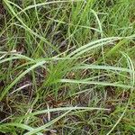 Eriophorum latifolium Natur