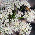 Ligusticum scothicum Blomma