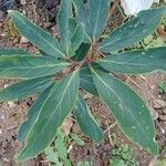 Helleborus niger Blad